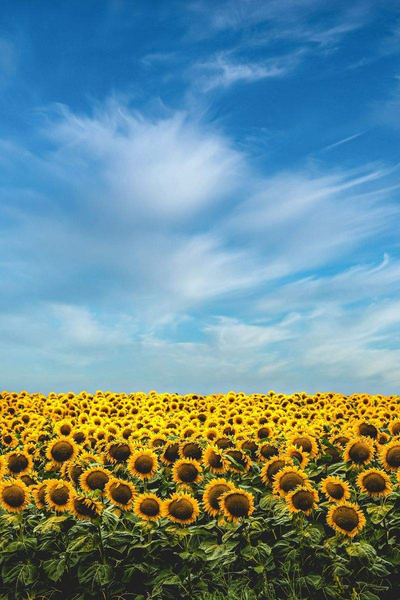 Jardins & Paysages de France 1